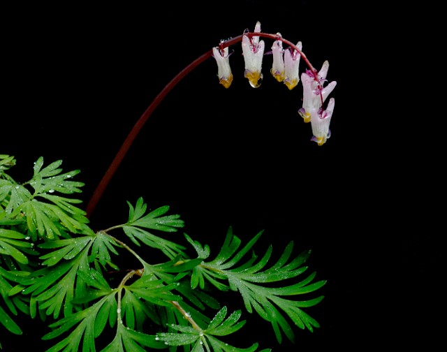 Dicentra cucullaria - Dutchman's Britches 0527.jpg